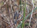 Click image for larger version. 

Name:	reed_bunting_P3022701.jpg 
Views:	201 
Size:	95.3 KB 
ID:	8563
