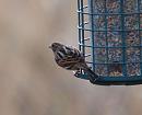 Click image for larger version. 

Name:	reed_bunting_P3022708.jpg 
Views:	196 
Size:	120.5 KB 
ID:	8564