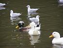 Click image for larger version. 

Name:	Crested Ducks.jpg 
Views:	491 
Size:	113.0 KB 
ID:	8616