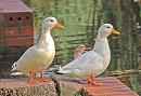 Click image for larger version. 

Name:	ducks white.jpg 
Views:	997 
Size:	103.2 KB 
ID:	8623