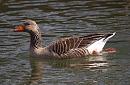 Click image for larger version. 

Name:	greylag_P3163378.jpg 
Views:	459 
Size:	292.1 KB 
ID:	8721