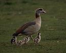 Click image for larger version. 

Name:	Egyptian_goslings_P3243712.jpg 
Views:	235 
Size:	145.7 KB 
ID:	8798