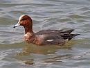 Click image for larger version. 

Name:	wigeon_P3243520.jpg 
Views:	206 
Size:	257.5 KB 
ID:	8811