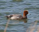 Click image for larger version. 

Name:	wigeon_P3243530.jpg 
Views:	202 
Size:	176.6 KB 
ID:	8812