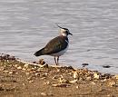 Click image for larger version. 

Name:	lapwing_P3243665.jpg 
Views:	194 
Size:	293.6 KB 
ID:	8816