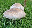 Click image for larger version. 

Name:	Yellow Stainer - Agaricus xanthodermus.jpg 
Views:	196 
Size:	142.6 KB 
ID:	885