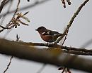 Click image for larger version. 

Name:	M Chaffinch.jpg 
Views:	162 
Size:	137.0 KB 
ID:	8875