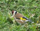 Click image for larger version. 

Name:	4680 - Goldfinch Carduelis carduelis.jpg 
Views:	345 
Size:	313.0 KB 
ID:	8993