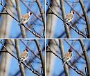 Click image for larger version. 

Name:	Goldfinch momtage.jpg 
Views:	158 
Size:	292.3 KB 
ID:	9043