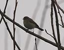 Click image for larger version. 

Name:	chiffchaff_P4124225.jpg 
Views:	507 
Size:	108.7 KB 
ID:	9048