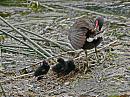 Click image for larger version. 

Name:	moorhen and chicks1.jpg 
Views:	191 
Size:	499.5 KB 
ID:	908