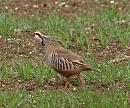 Click image for larger version. 

Name:	red_legged_partridge_P4154497.jpg 
Views:	3186 
Size:	297.4 KB 
ID:	9111