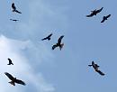Click image for larger version. 

Name:	5064 - Red Kite Montage - SHRUNK.jpg 
Views:	156 
Size:	235.5 KB 
ID:	9239