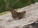 Click image for larger version. 

Name:	speckled_wood_P4194796.jpg 
Views:	483 
Size:	218.0 KB 
ID:	9244