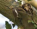 Click image for larger version. 

Name:	treecreeper_1_P4194775.jpg 
Views:	488 
Size:	144.9 KB 
ID:	9245