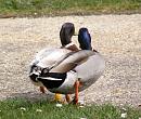 Click image for larger version. 

Name:	Mallard and Hybrid.jpg 
Views:	355 
Size:	221.4 KB 
ID:	9302