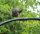 Click image for larger version. 

Name:	5336 - female_Blackbird.jpg 
Views:	112 
Size:	257.0 KB 
ID:	9344