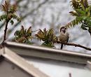 Click image for larger version. 

Name:	5448 - male_House_Sparrow_Passer_domesticus.jpg 
Views:	123 
Size:	263.3 KB 
ID:	9345