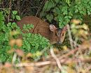 Click image for larger version. 

Name:	muntjac_P4284912.jpg 
Views:	153 
Size:	281.5 KB 
ID:	9362