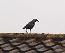 Click image for larger version. 

Name:	5523 - Jackdaw_Corvus_monedula.jpg 
Views:	173 
Size:	236.4 KB 
ID:	9376