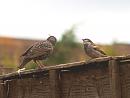 Click image for larger version. 

Name:	6007 - Starling Sparrow 3.jpg 
Views:	171 
Size:	258.7 KB 
ID:	9483