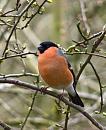 Click image for larger version. 

Name:	Bullfinch.jpg 
Views:	195 
Size:	351.9 KB 
ID:	949
