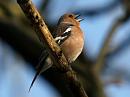 Click image for larger version. 

Name:	chaffinch_singing1_filtered.jpg 
Views:	432 
Size:	193.2 KB 
ID:	95