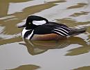 Click image for larger version. 

Name:	Hooded Merganser.jpg 
Views:	204 
Size:	360.2 KB 
ID:	951