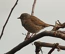 Click image for larger version. 

Name:	dunnock_P5066014.jpg 
Views:	171 
Size:	189.0 KB 
ID:	9526