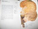 Click image for larger version. 

Name:	Dryad's saddle.jpg 
Views:	221 
Size:	152.9 KB 
ID:	9545