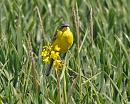 Click image for larger version. 

Name:	Yellow_wagtail_P5086367.jpg 
Views:	219 
Size:	226.9 KB 
ID:	9574