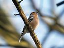 Click image for larger version. 

Name:	chaffinch_singing_filtered.jpg 
Views:	303 
Size:	177.0 KB 
ID:	96