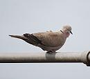 Click image for larger version. 

Name:	Collared dove DSC_0040.jpg 
Views:	169 
Size:	133.4 KB 
ID:	9613