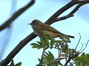 Click image for larger version. 

Name:	chiffchaff_sulham_filtered.jpg 
Views:	281 
Size:	522.9 KB 
ID:	97