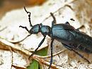Click image for larger version. 

Name:	oil_beetle_P5096711.jpg 
Views:	553 
Size:	193.0 KB 
ID:	9708