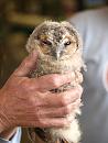 Click image for larger version. 

Name:	SHRUNK - 8975 - Tawny Owl Strix_aluco.jpg 
Views:	159 
Size:	361.1 KB 
ID:	9876