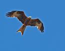 Click image for larger version. 

Name:	SH9792 - Red_Kite Milvus_milvus.jpg 
Views:	205 
Size:	307.3 KB 
ID:	9893