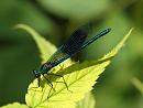 Click image for larger version. 

Name:	banded_demoiselle_P6017410.jpg 
Views:	184 
Size:	171.3 KB 
ID:	9946