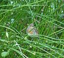 Click image for larger version. 

Name:	SH1144 - 090604 - Robin Erithacus_rubecula.jpg 
Views:	214 
Size:	250.4 KB 
ID:	9979